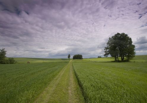 Green wheat in southern Poland