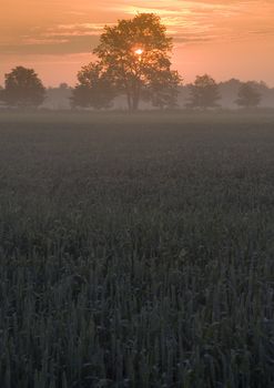 Broad fields of planted wheat