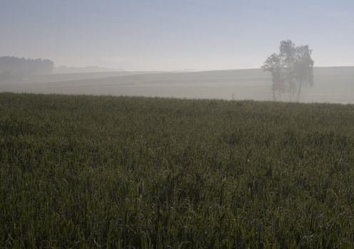 Broad fields of planted wheat