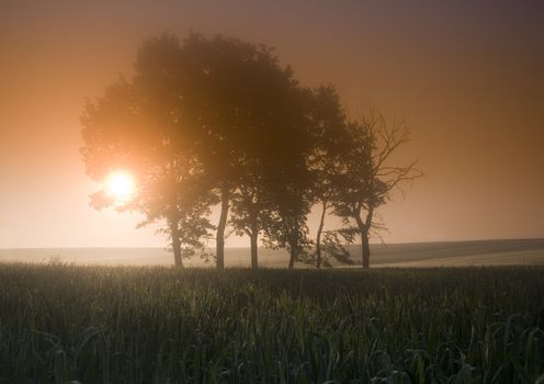 Broad fields of planted wheat