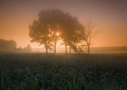 Broad fields of planted wheat