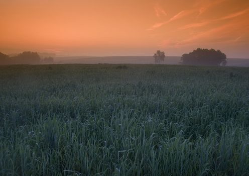 Broad fields of planted wheat