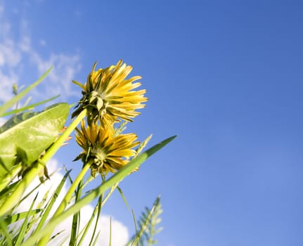 Dandelions close-up against clear blue sky with clouds. With copy space on sky.