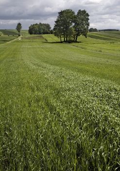 Broad fields of planted wheat