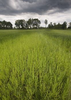 Broad fields of planted wheat