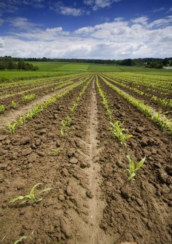 Green corn in southern Poland