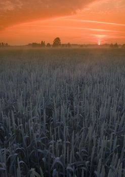 Broad fields of planted wheat