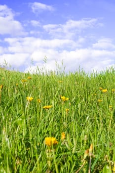 Dandelions against clear blue sky with clouds. With copy space on clouds.