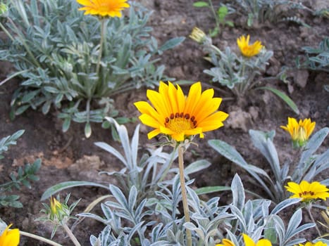 Close up of bright yellow marigolds.