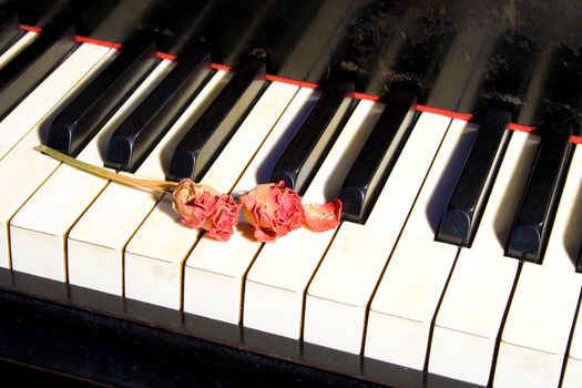 Old piano with dried roses on it's keyboard.