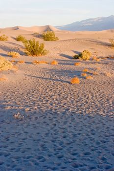 Sand dunes in Death Valley National Park near Stovepipe Wells.