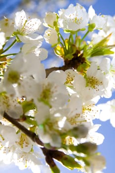 Cherry blossom against blue sky. Shallow dof.