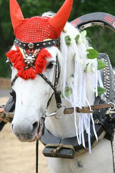 White horse in a red harness