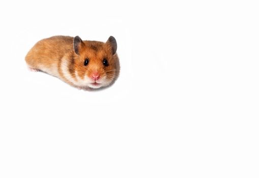 Image of a curious hamster on white background