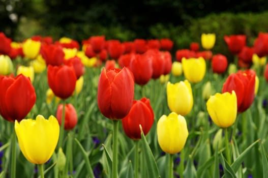 close up of a large bed of red and yellow tulips