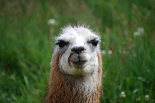 This llama has quite a sarcastic or all knowing look on her face. Taken in Papallacta, Ecuador.