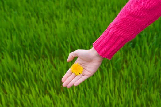 Hand holding flower over green grass. Copy space on left. Horizontal.