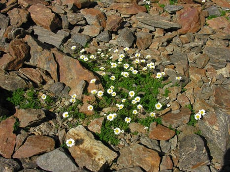 The Alpine camomiles are photographed among stones
          