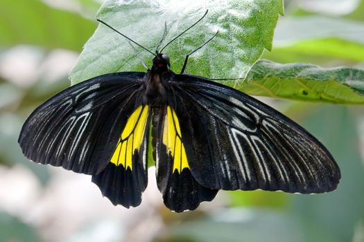 The beautiful tropical butterfly on tree leaf 