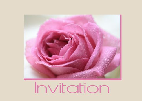 Pink rose card for (wedding) invitation