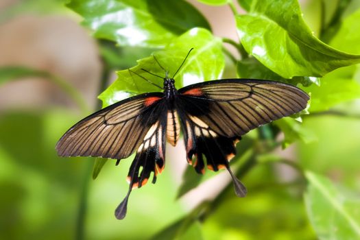 The beautiful tropical butterfly on tree leaf 