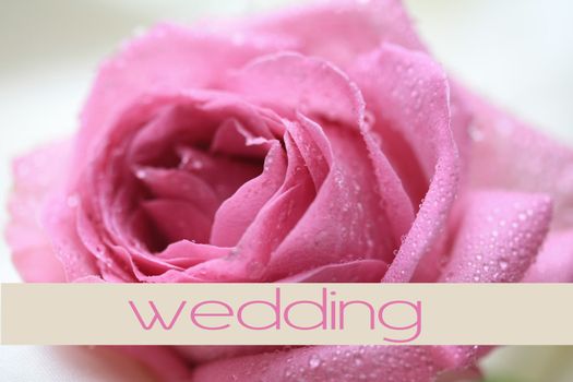 Pink rose wedding card for invitations or congratulations