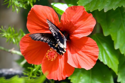 The beautiful tropical butterfly on a flower