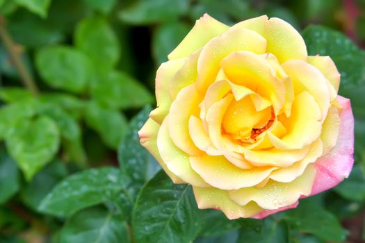Live yellow rose in dewdrops