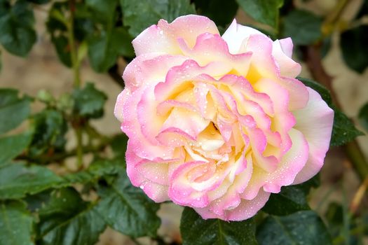 Live pink rose in dewdrops