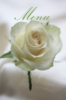 white rose card for (wedding) menu