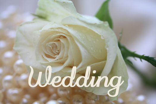 white rose card for wedding invitation