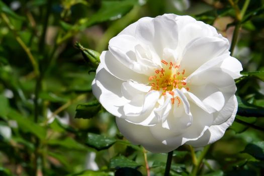 Live white rose on a bush