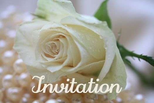 white rose card for (wedding) invitation