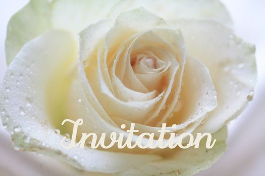 white rose card for (wedding) invitation
