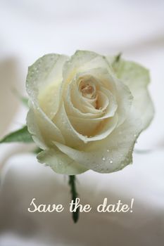 white rose card, save the date, perfect for wedding