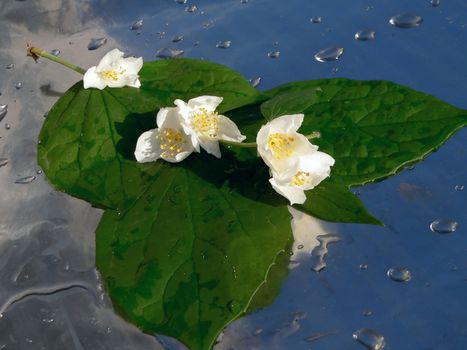 Plant with flower on mirror background