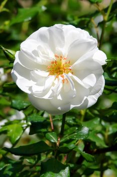 Live white rose on a bush