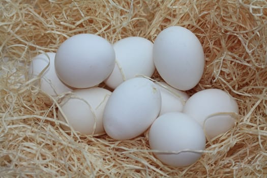 A group of white eggs in hay