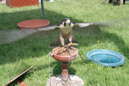 shot of falcon with wings flapping