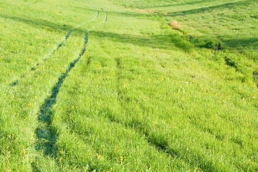 Trails in green grass with dandelions. Horizontal