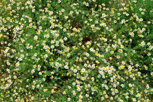 Summer field with blossoming camomiles