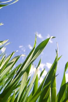 Green grass against blue sky with clouds.With copy space.