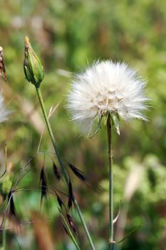 Dandelion flower on a spring meadow