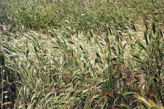 Field with keeping up wheat