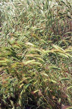 Field with keeping up wheat