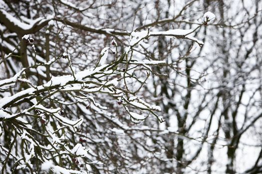 trees with much snow