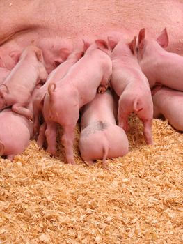 A group of hungry piglets fighting to get their fair share of milk