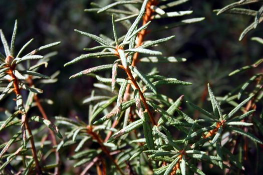 Labrador tea. Close shot.