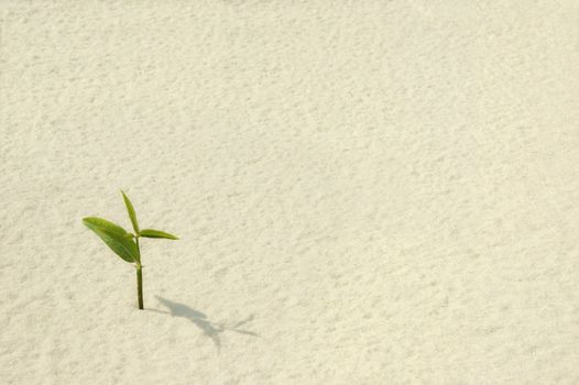 A single young plant sprouting from a sea of sand. 
