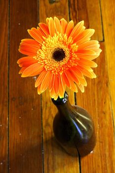 Close-up shot of Orange Flower in a wine bottle
